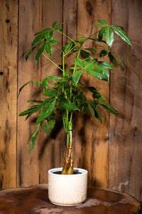 Money tree