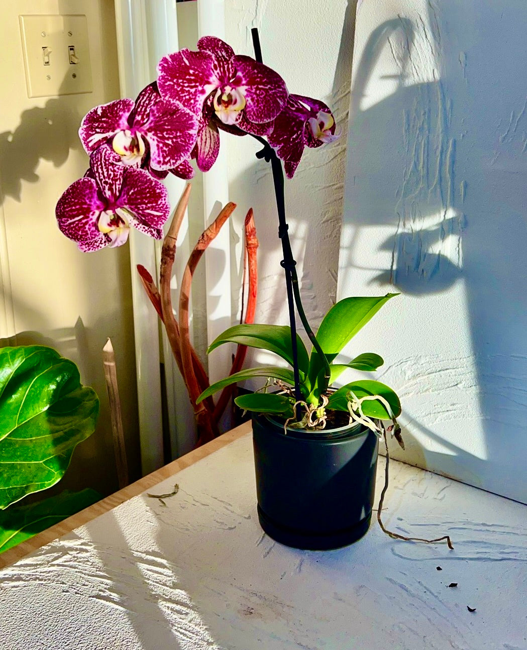 Orchid Magnifica