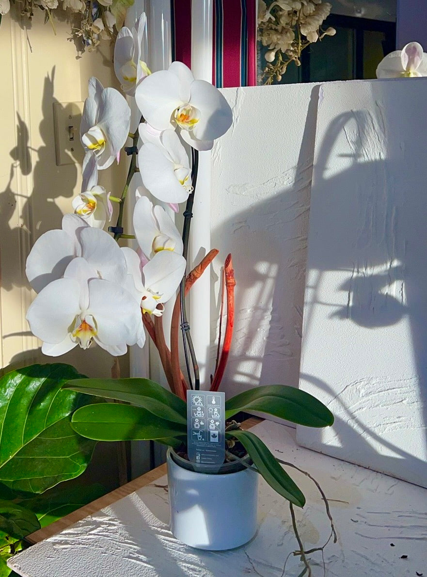 Orchid Magnifica