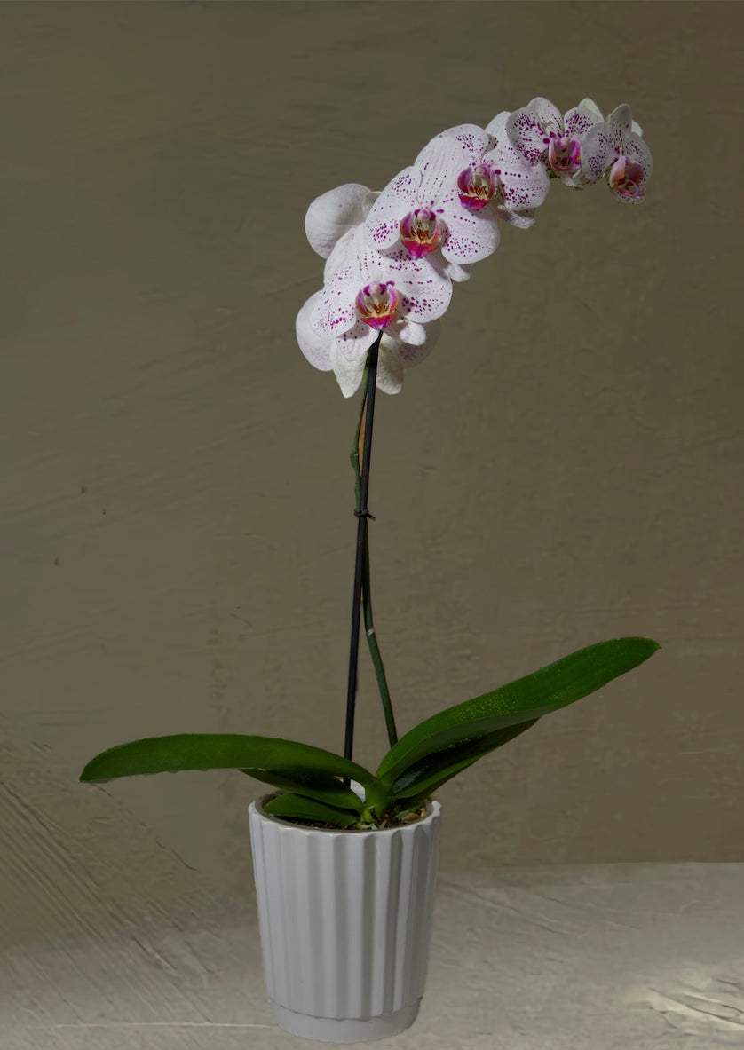 Orchid