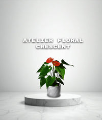 Ardisia crenata