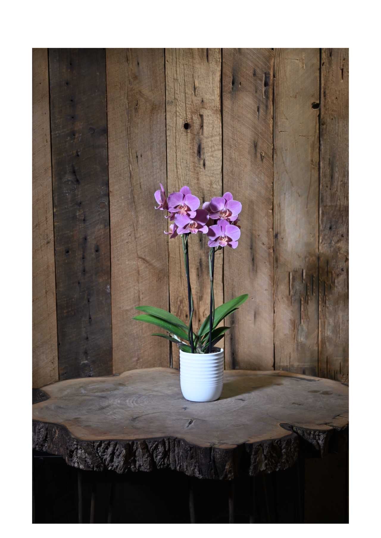 Small Orchid