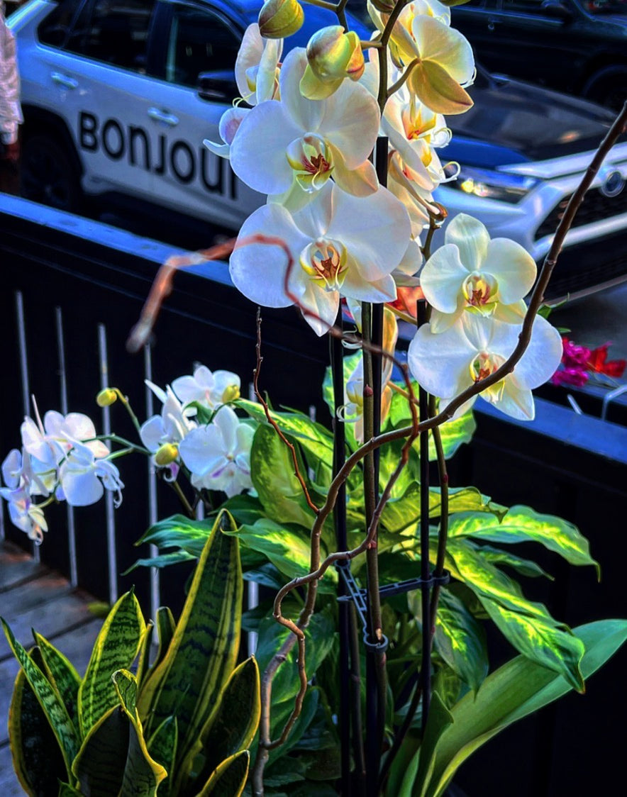 Garden Orchid