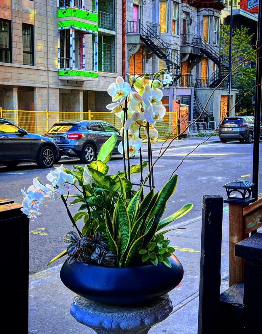 Garden Orchid