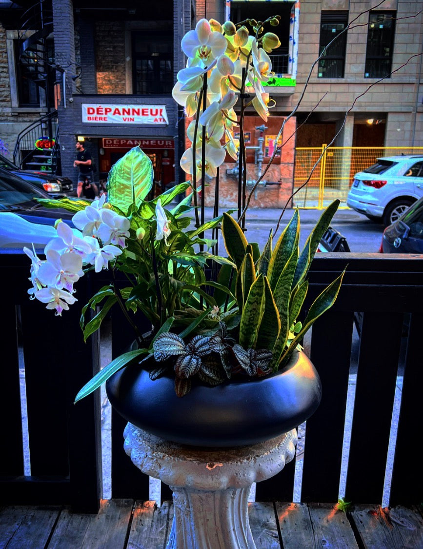 Garden Orchid