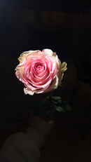 12 Pink Roses bouquet