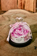 preserved Pink Rose