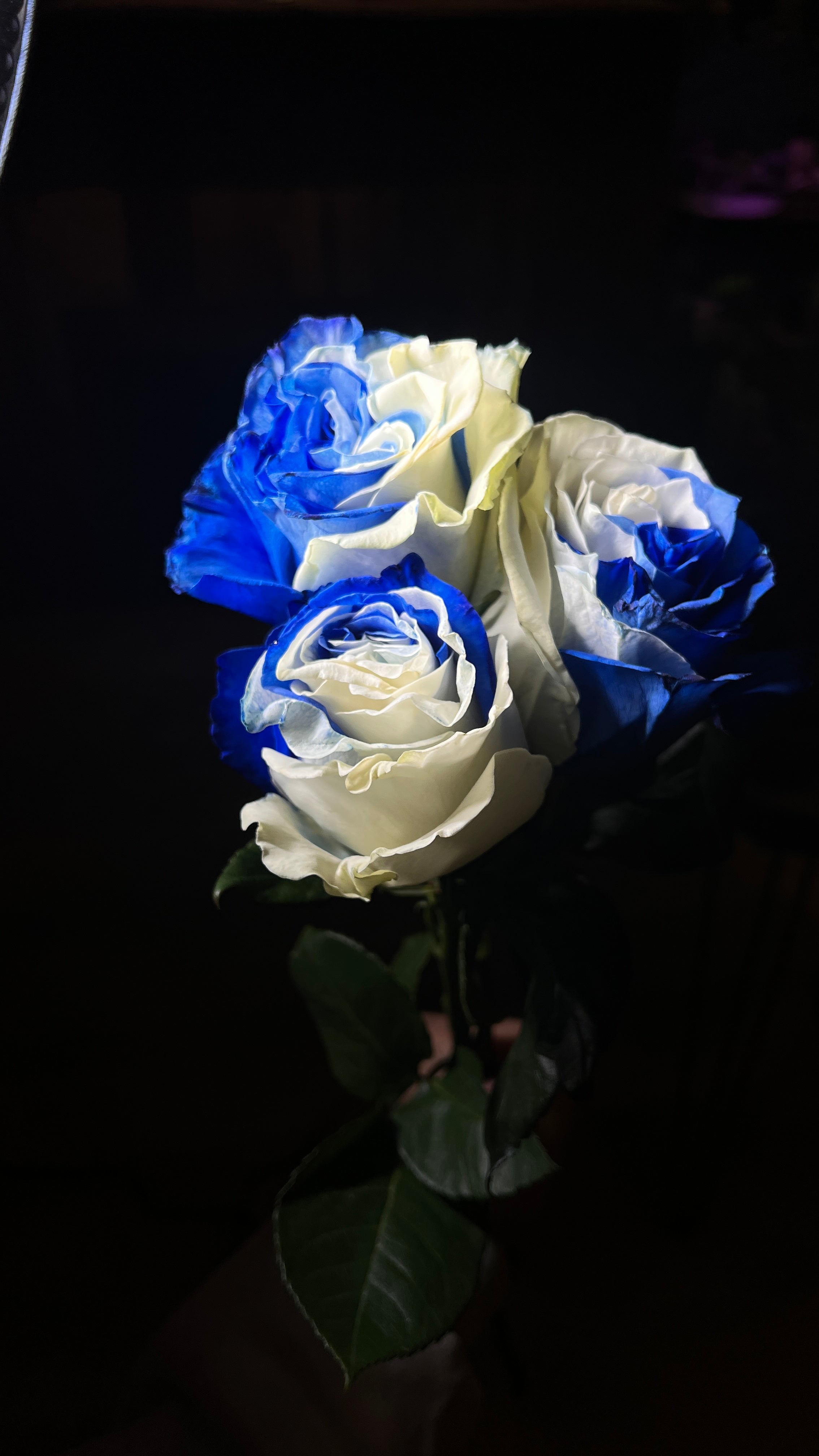 12 Tinted Blue & White rose