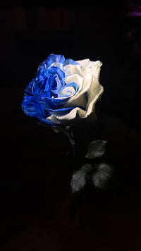12 Tinted Blue & White rose