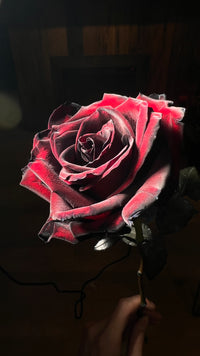 12 Black & Red rose