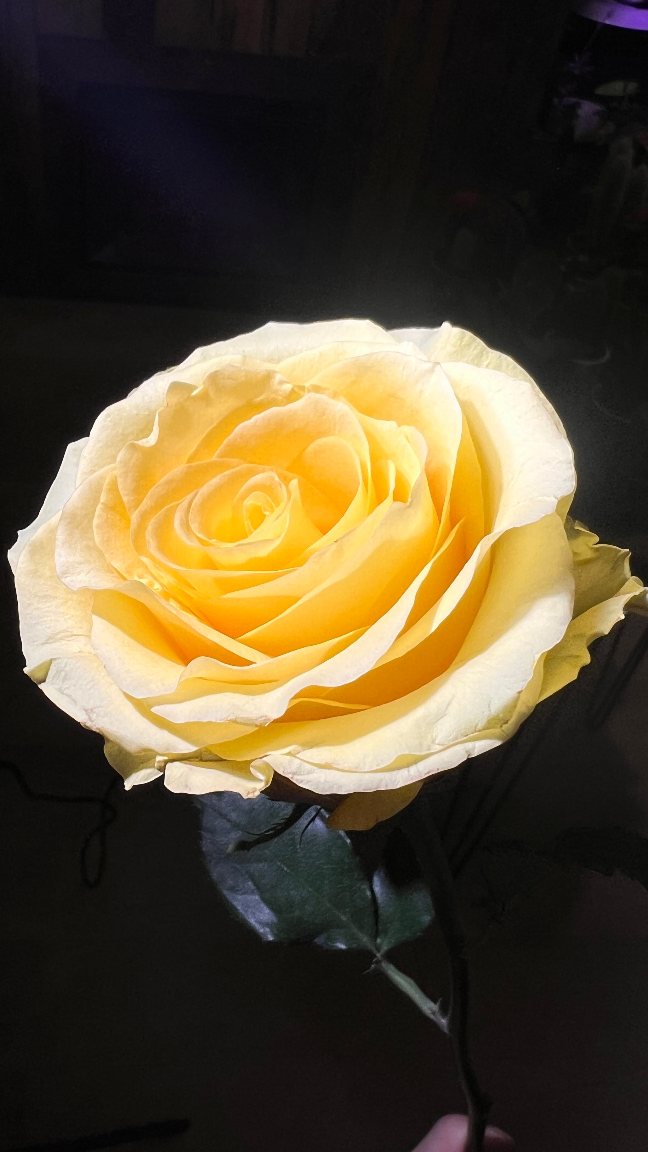 12 Cancun Yellow Roses