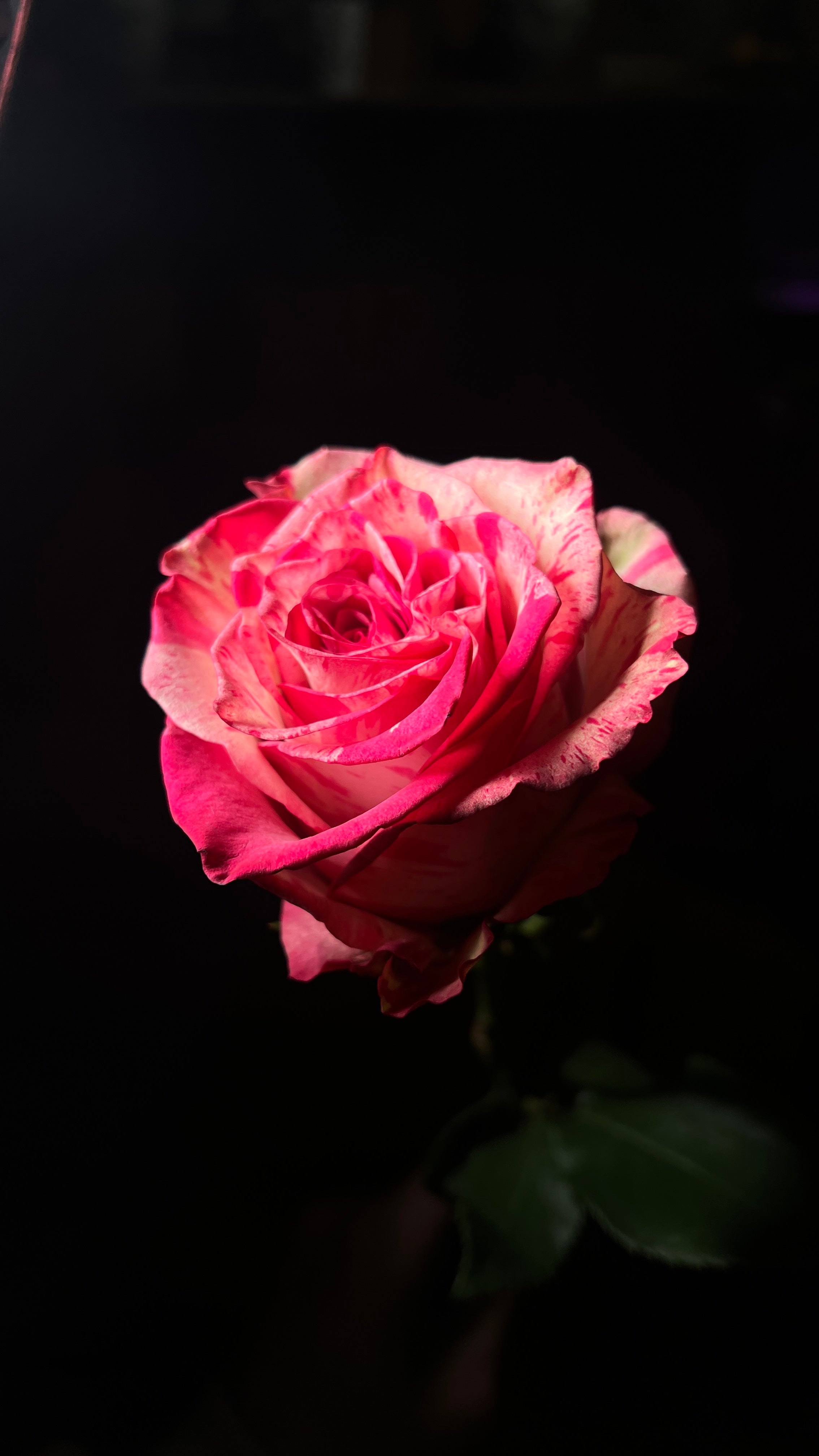 12 Floyd Hot Pink Roses