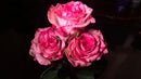 12 Floyd Hot Pink Roses bouquet