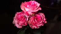 12 Floyd Hot Pink Roses bouquet