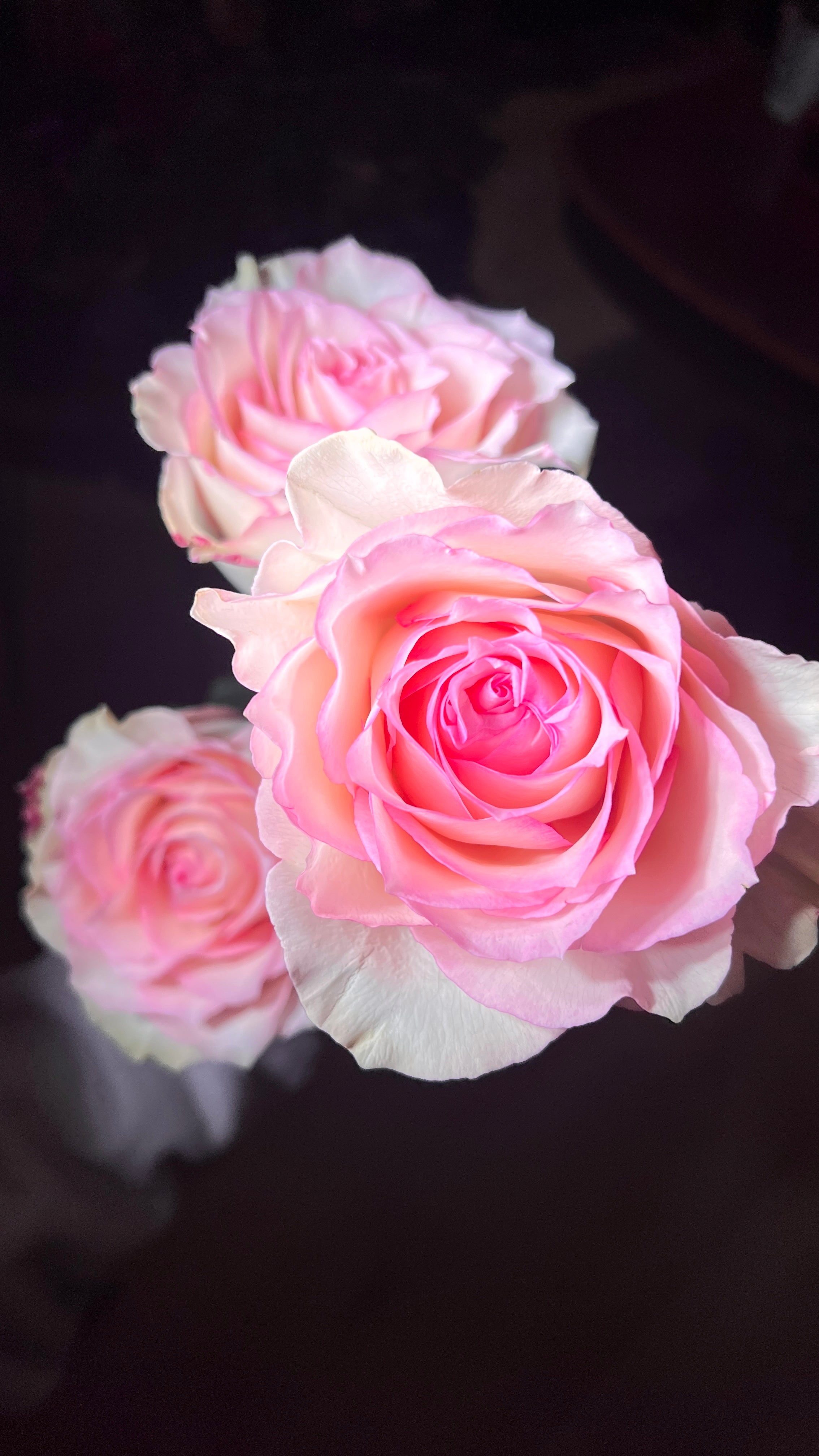 12 Pink Roses bouquet