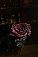12 Black & Red rose