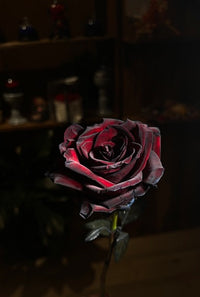12 Black & Red rose