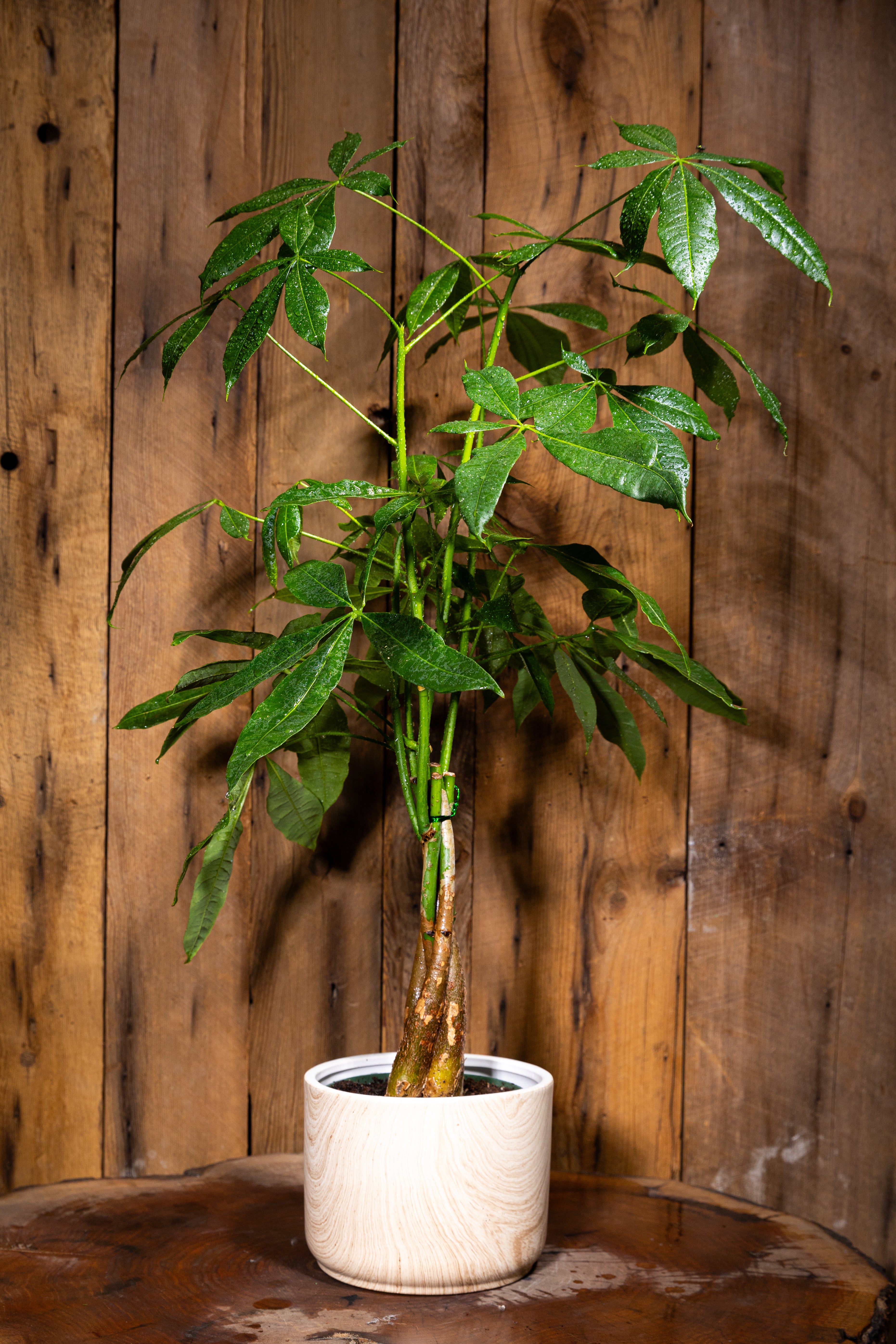 Money tree