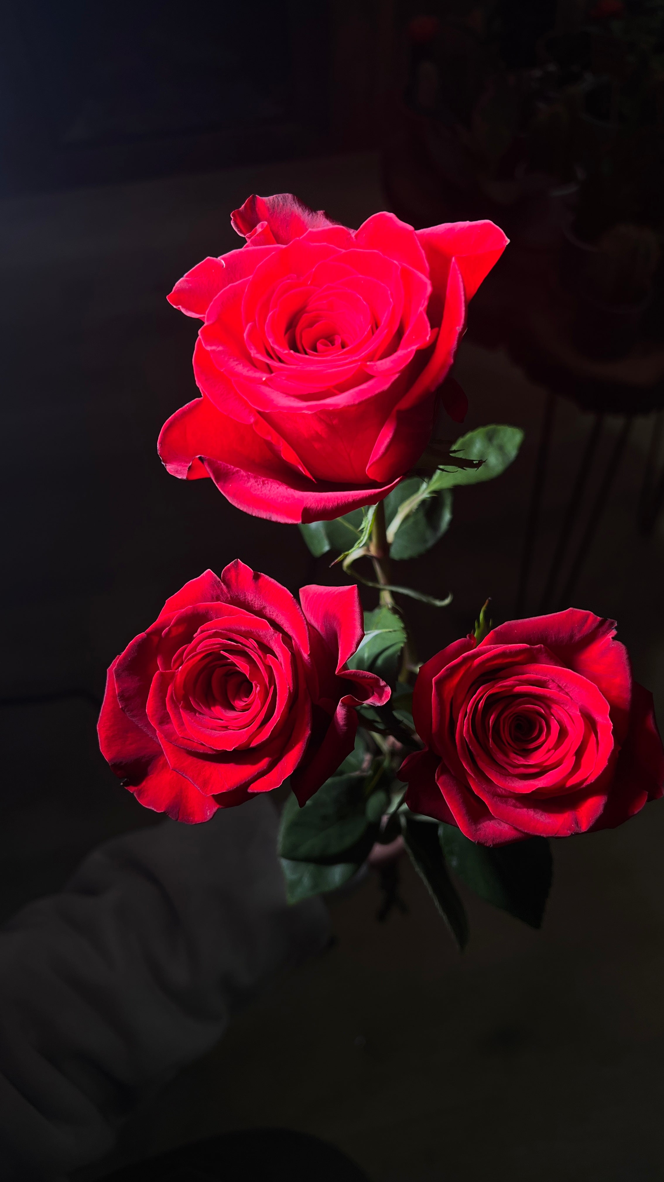 12 Freedom Red Roses