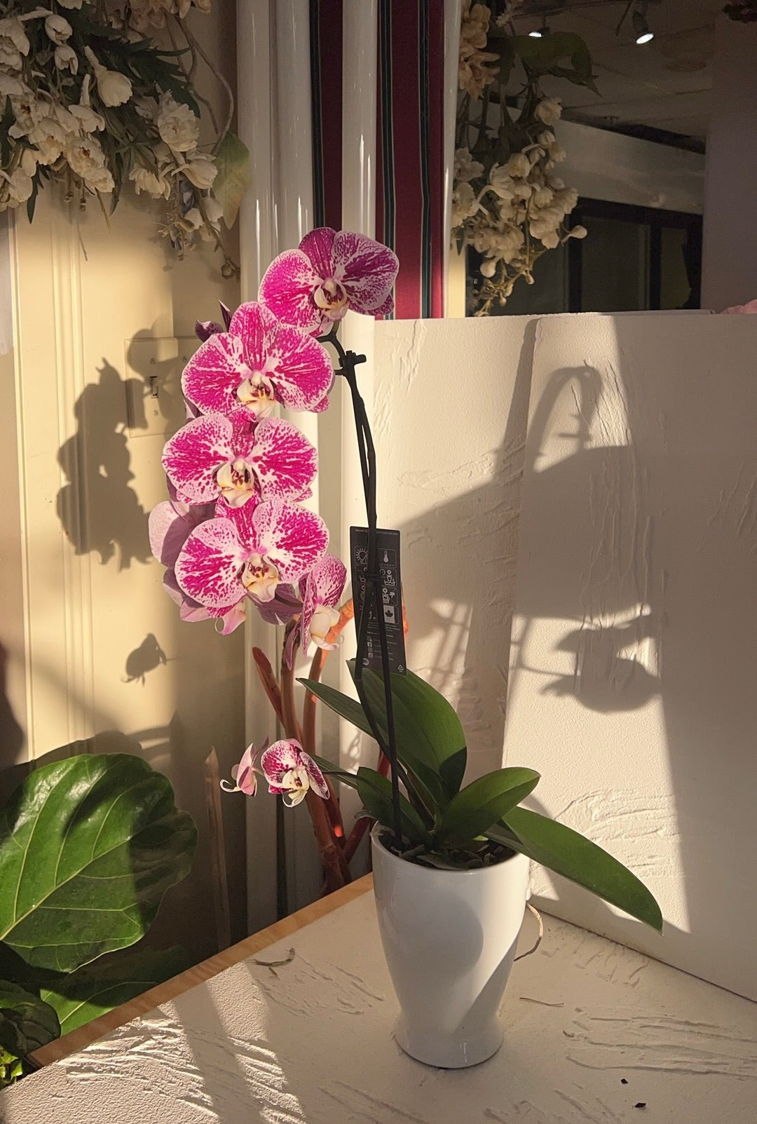 Orchid Magnifica