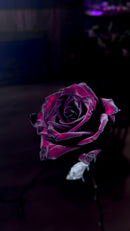 12 Black & Red rose