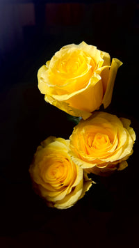 12 Cancun Yellow Roses