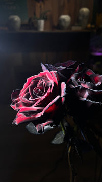 12 Black & Red rose