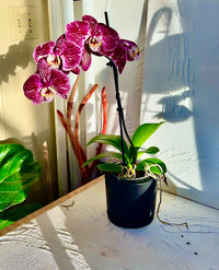 Orchid Magnifica
