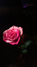 12 Floyd Hot Pink Roses bouquet