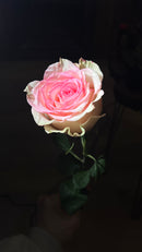 12 Pink Roses bouquet