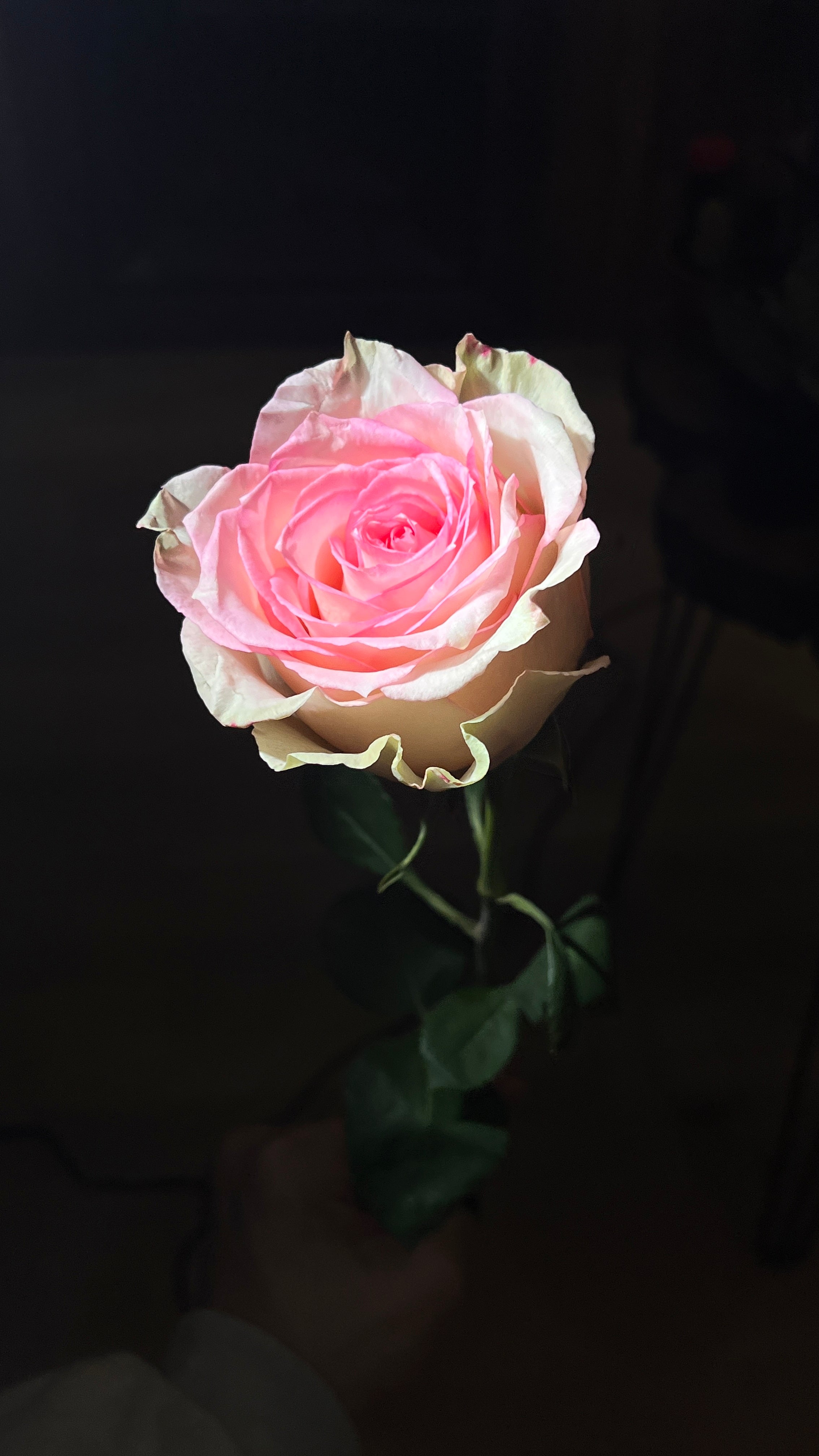 12 Pink Roses bouquet