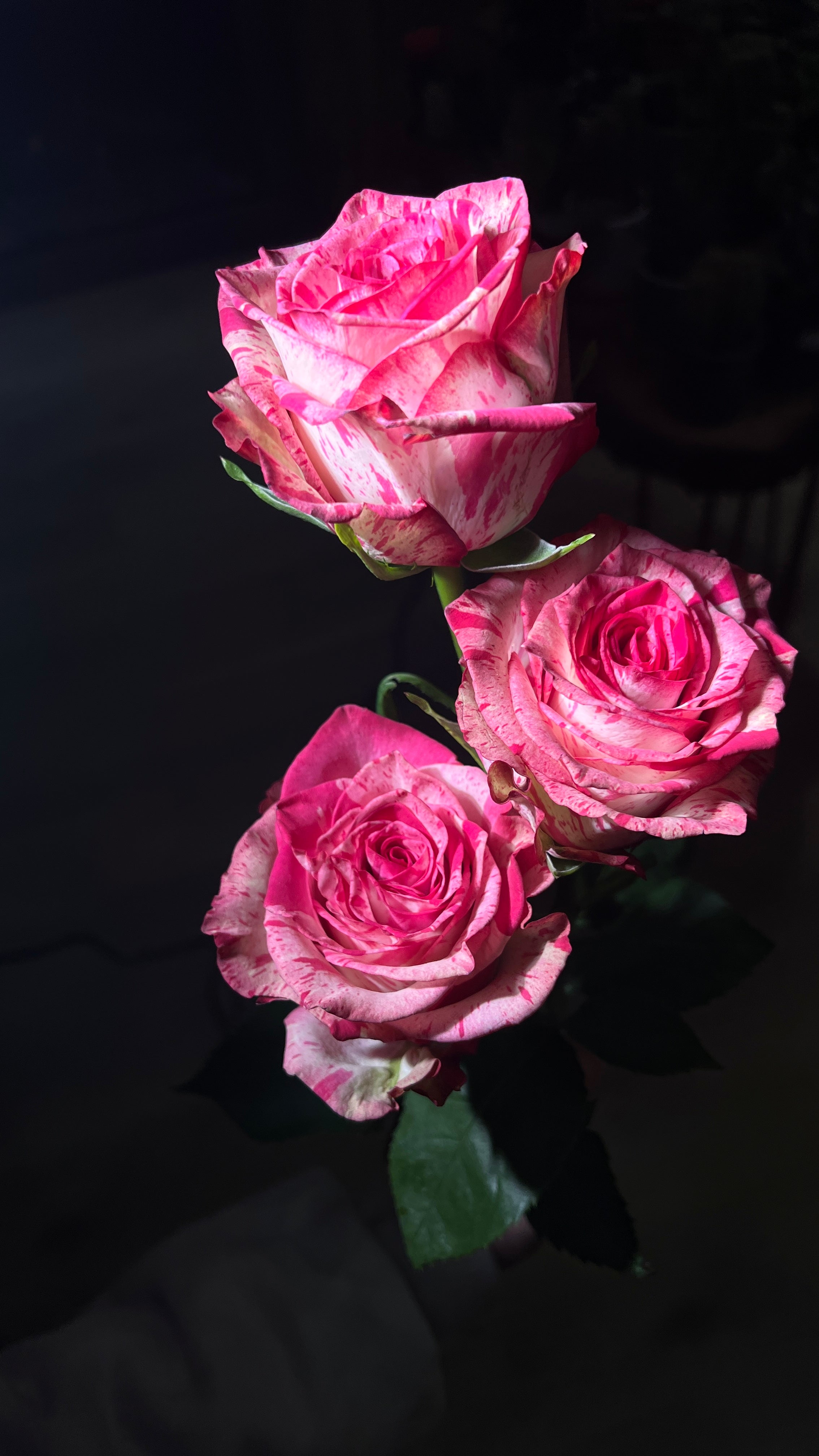 12 Floyd Hot Pink Roses