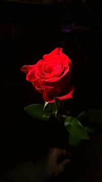 12 Freedom Red Roses bouquet