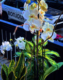 Garden Orchid