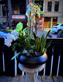 Garden Orchid