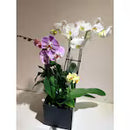 Orchid Oasis