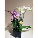Orchid Oasis