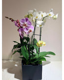 Orchid Oasis